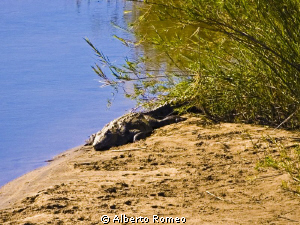 Sleeping crocodile in Kruger Park by Alberto Romeo 